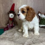 1764459550378209-min