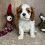 1764459550874125-min