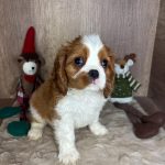 1764459564795843-min