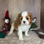 1764460062785760-min