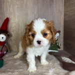 1764460063837638-min