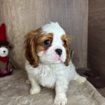 1764460069413460-min