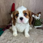 1764460069897110-min