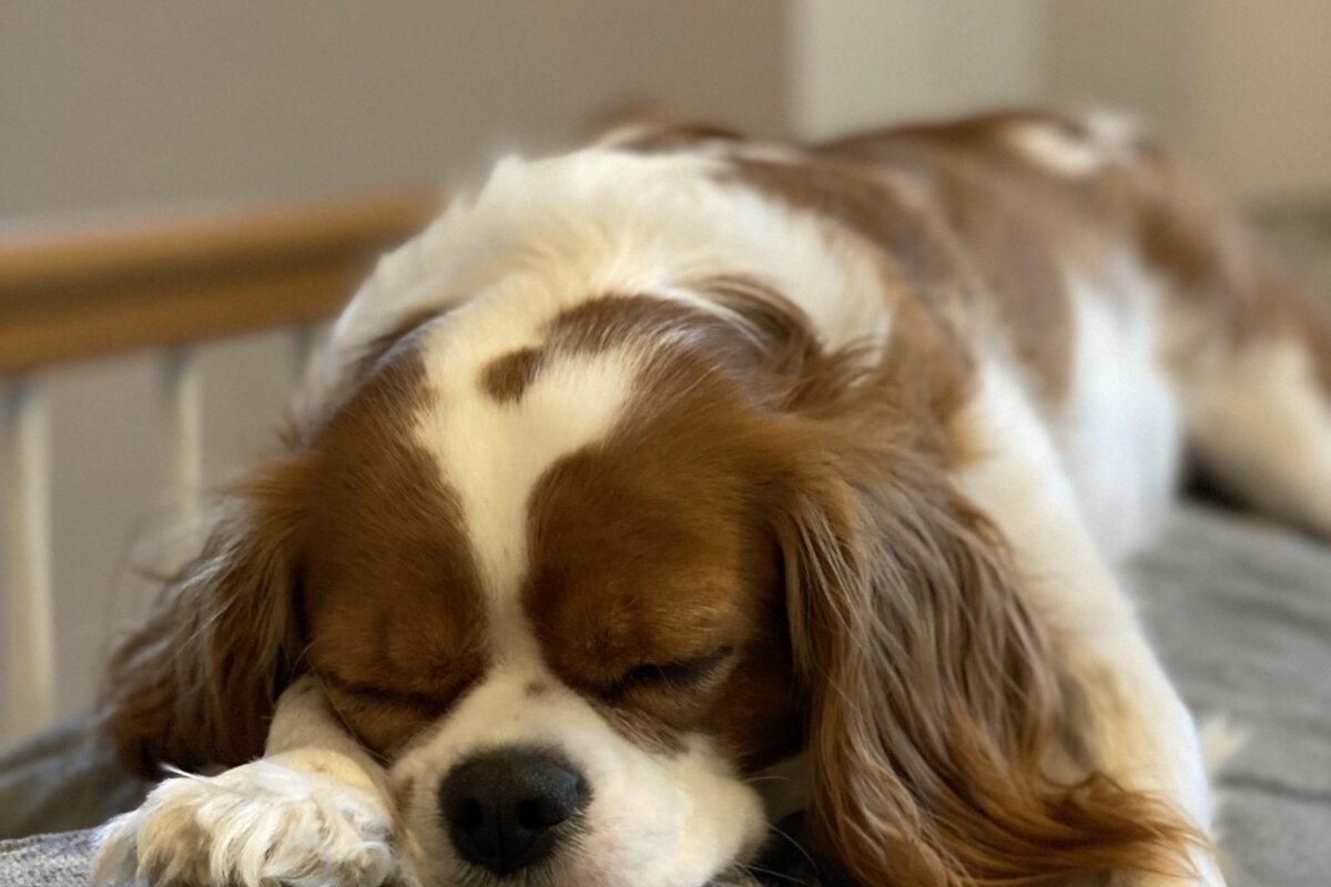 A Cavalier King Charles Spaniel resting, article on mitral valve disease