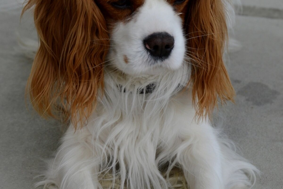 Ein ruhiger Cavalier King Charles Spaniel, Text zum Herzgeräusch