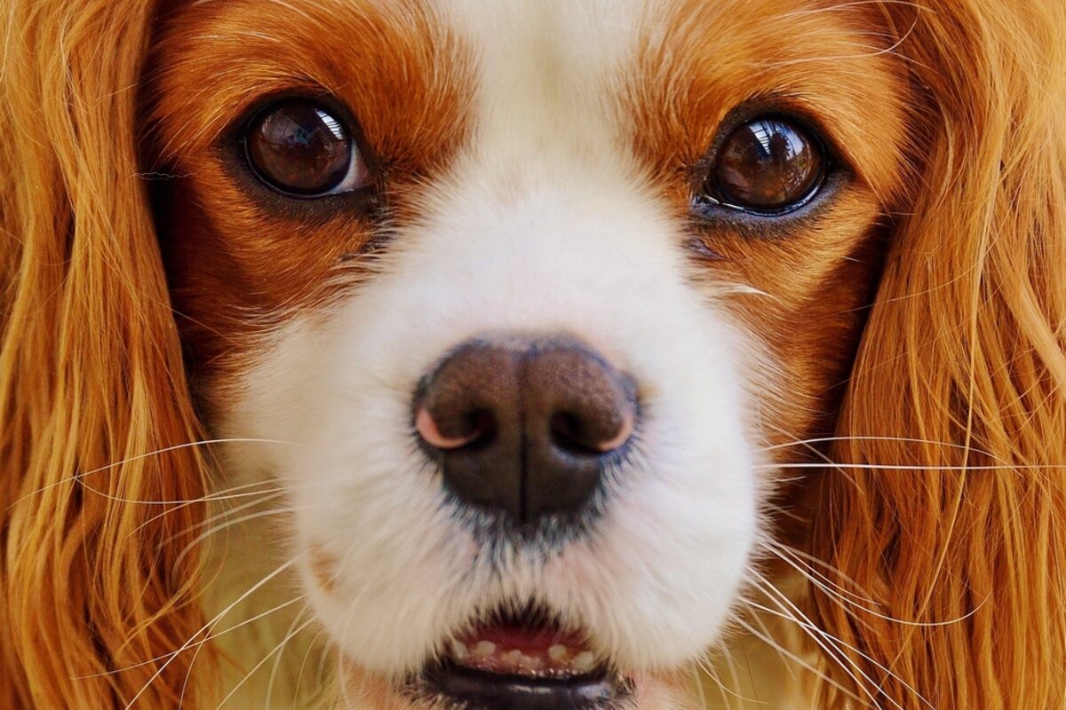 Gros plan sur les yeux d'un Cavalier King Charles Spaniel, article sur les problèmes oculaires