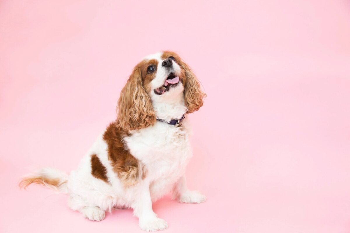 Un Cavalier Blenheim su sfondo rosa, articolo sui colori della razza