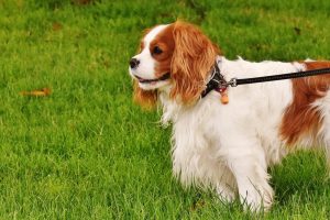 Ein Cavalier King Charles Spaniel stehend im Profil, Text zum Rassestandard