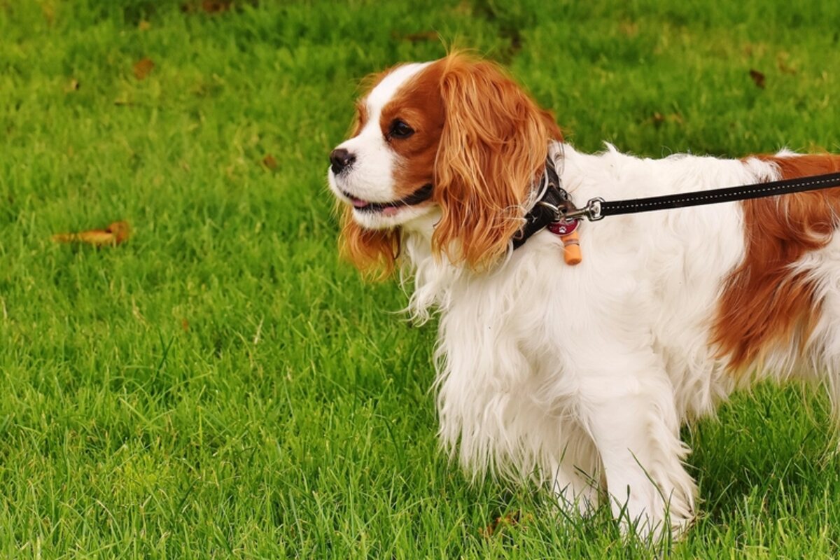 Un Cavalier King Charles Spaniel in piedi di profilo, articolo sullo standard di razza