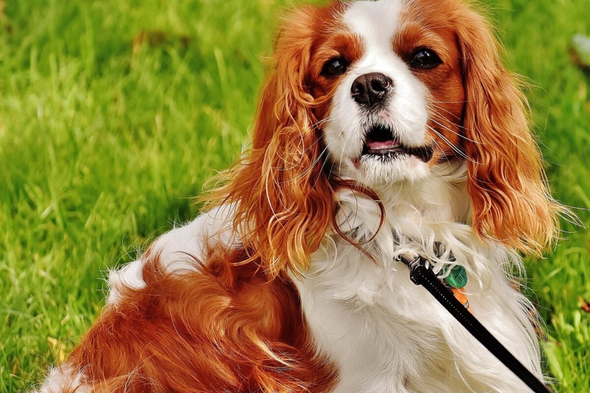 Un Cavalier King Charles Spaniel adulto nell'erba, articolo su vaccinazione e sverminazione