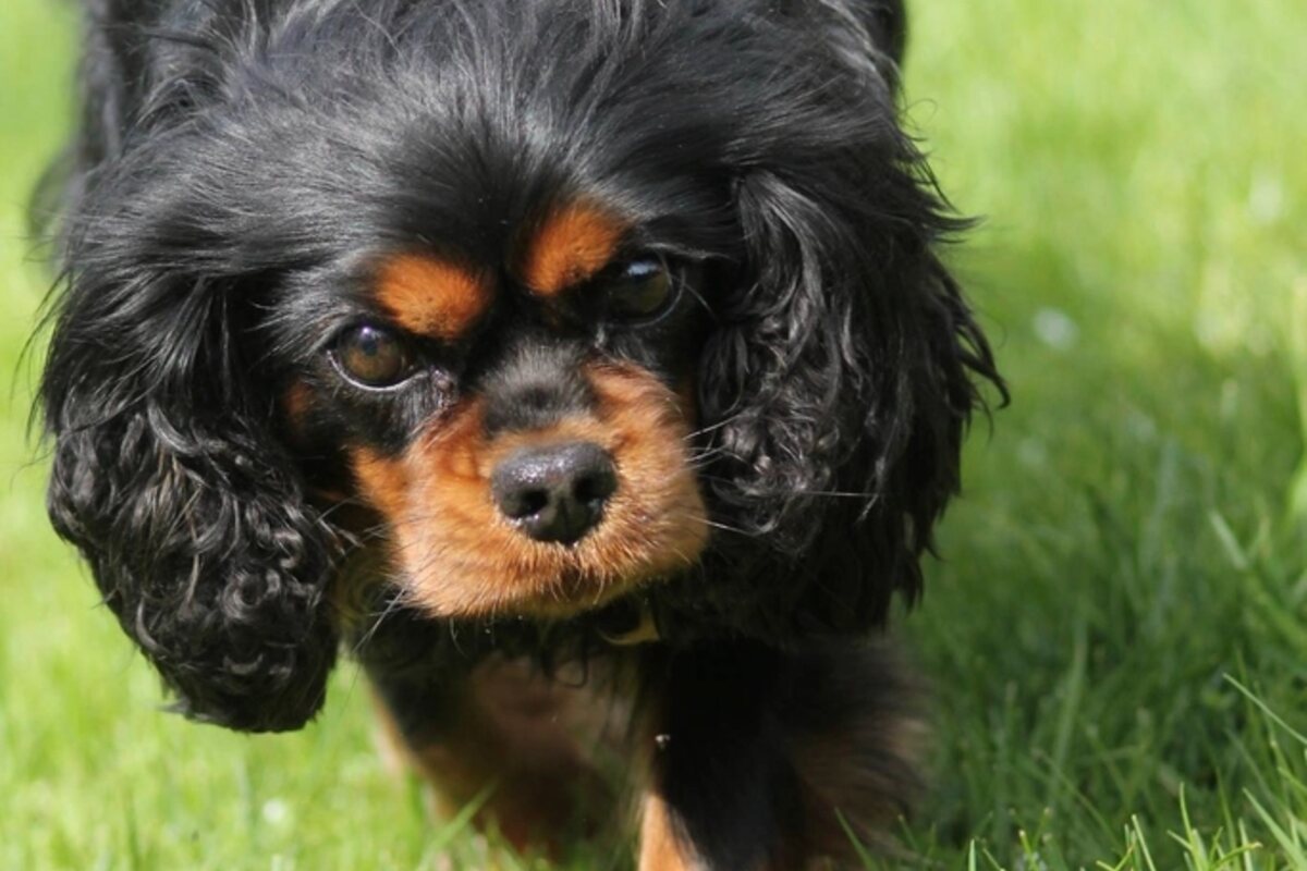 Head of a black and tan Cavalier, article on MRI screening for syringomyelia