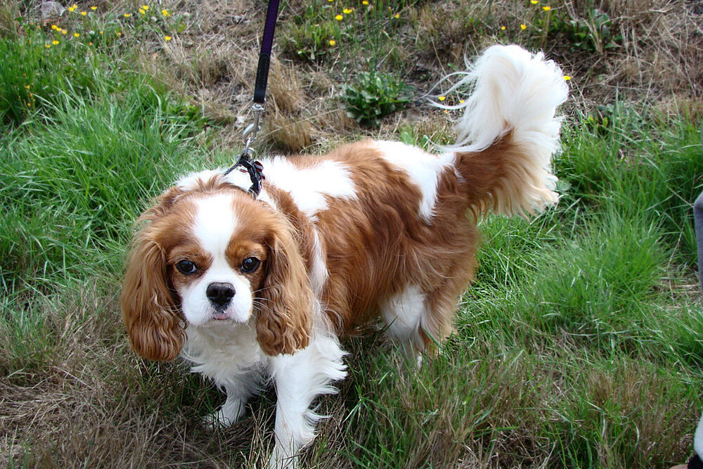Ein Cavalier an der Leine im Gras