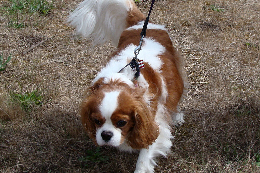 Ein Blenheim-Cavalier an der Leine beim Spaziergang