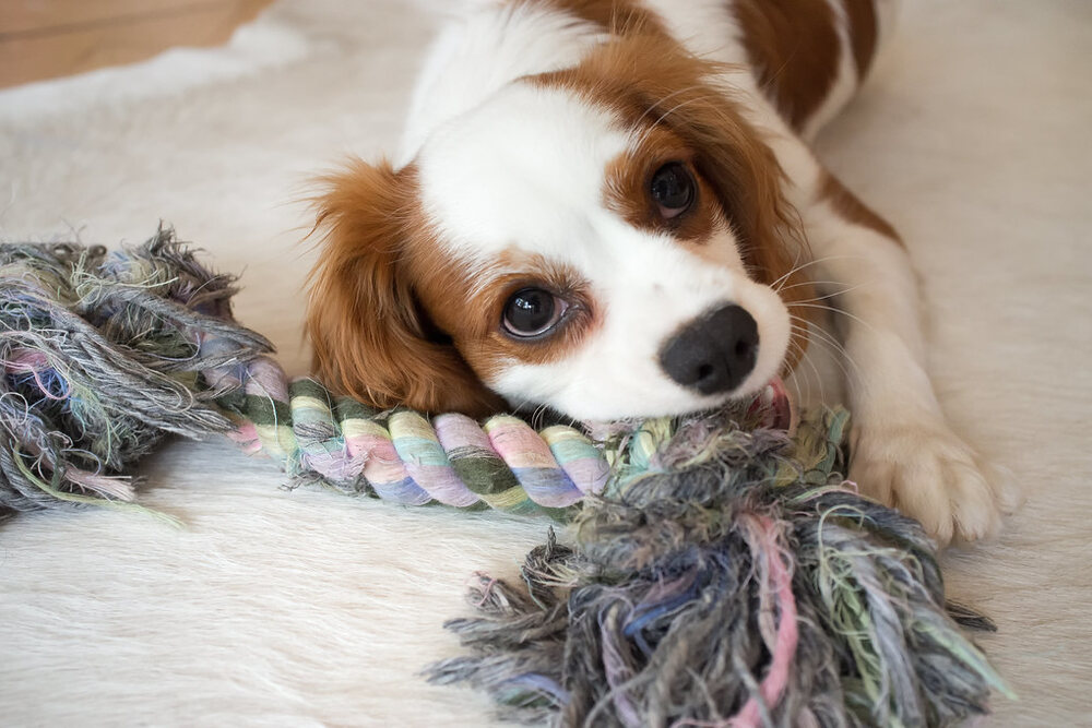 A Cavalier chewing a rope toy