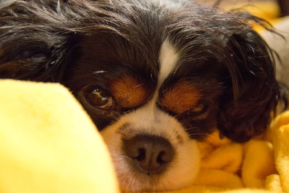 Two Cavaliers resting on a blanket