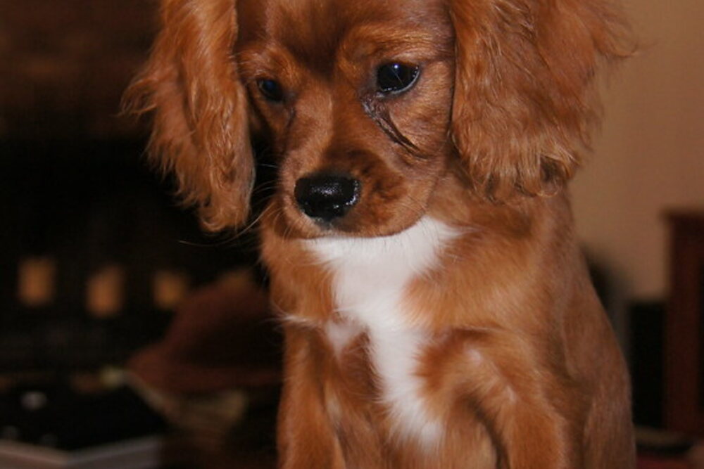 Un Cavalier ruby au repos à la maison