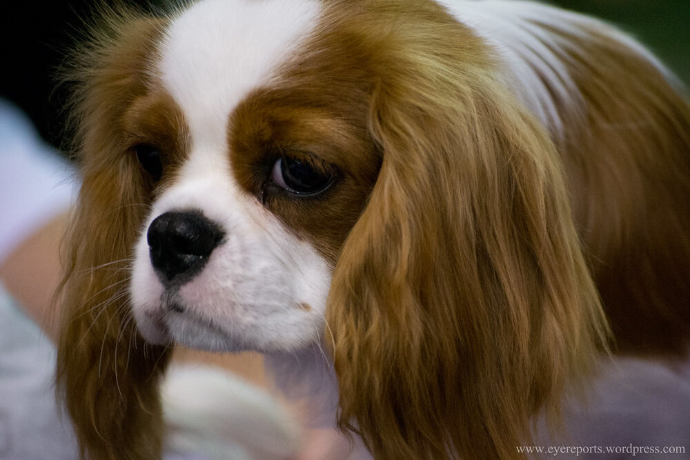 Un cucciolo di Cavalier con grandi occhi scuri